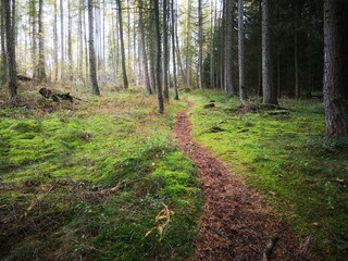 Pfad im Wald