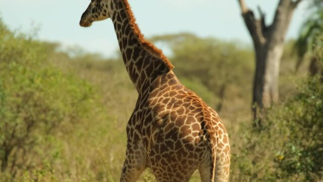 Back view of a giraffe walking through the wild African savannah in the Serengeti National Park, Tanzania. A proud giraffe walks away from annoying tourists