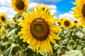 sunflowers in the field