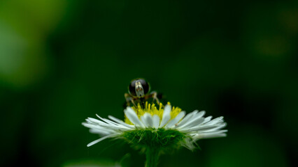 bee on  white daisy flower in garden 