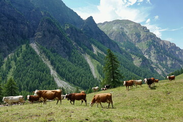 Fototapeta na wymiar Cows in the Italian Alps