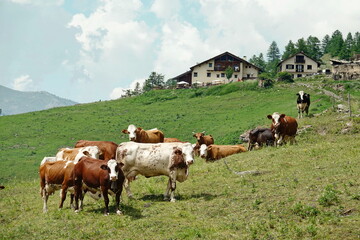 Naklejka premium Cows in the Italian Alps