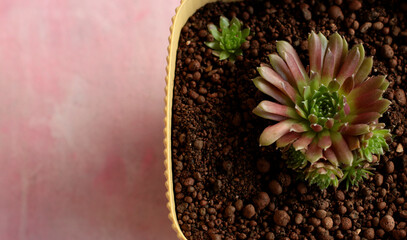 flower,potted,soil,green,plant,beautiful,pattern,pink,leaf,nature,natural,colorful,brown,