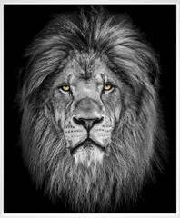 lion head with background - obrazy, fototapety, plakaty
