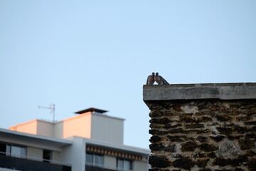 Fototapeta na wymiar Two pigeons on the roof of Paris. The 3rd July 2022, France.