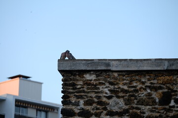 Two pigeons on the roof of Paris. The 3rd July 2022, France.