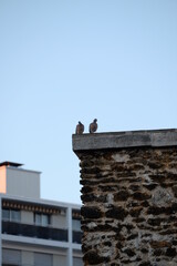 Two pigeons on the roof of Paris. The 3rd July 2022, France.
