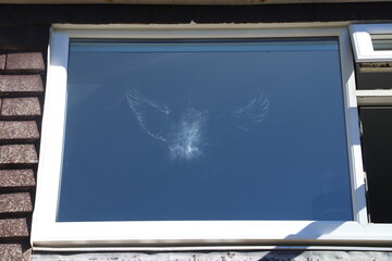 bird imprint on window after collision 