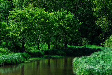 small shady forest river between banks with water meadows