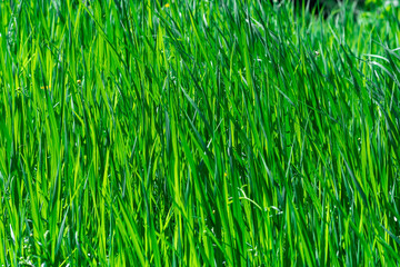 natural background - thickets of green grass sedges illuminated by the sun