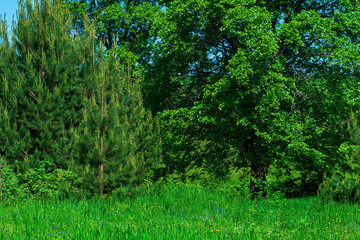 Fototapeta na wymiar meadow on the forest edge on a sunny day