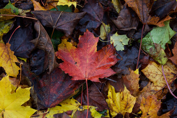 Fall Leaves