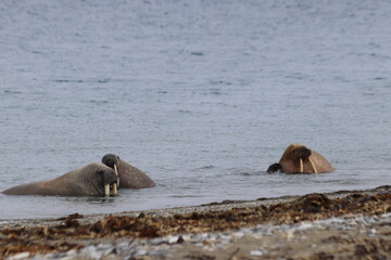walruses in the water