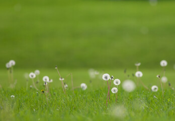 grass and dandelions