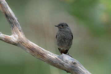 Hausrotschwanz Jungvogel