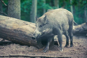 Wildschwein im Wald