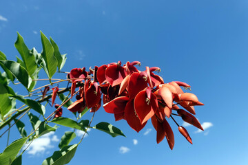 Korallenbaum (Erythrina crista-galli) - rote Blüte