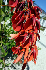 Korallenbaum (Erythrina crista-galli) - rote Blüte