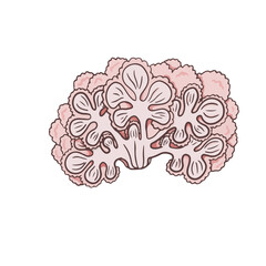 Cauliflower steak icons set vector illustration. Cabbage,