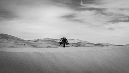 PALM TREE black and white
