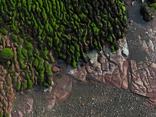 Kamienna plaża z roślinnością  © small R studio