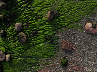 wybrzeże kamienne z glonami © small R studio