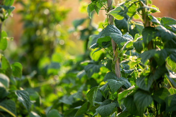 Bean beans. growing bean seedlings supported by long sticks