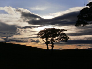 Sunset tree