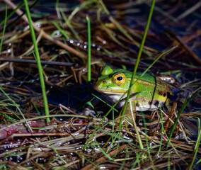 WATER FROG