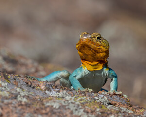 Male Eastern Collared Lizard