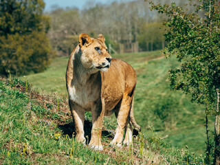 lion in the grass