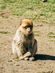 portrait of a macaque