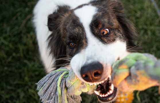 close up on dog playing with rope