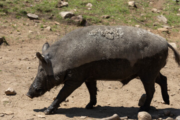 Photo of a wild adult boar walking. He had recently laid in the mud and has bun on his skin.