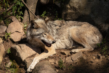 Photo of a female grey wolf laying down resting from the summer heat. She is looking at the camera.