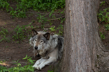 Photo of a female grey wolf resting in the forest on a summer day. She is laying in the shade of a...