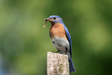 Blue bird male bringing food to the chicks in the nest box on summer afternoon