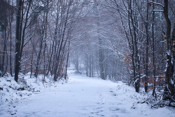 Branches over a snowy path in the Palatinate forest of Germany on a cold foggy fall day.