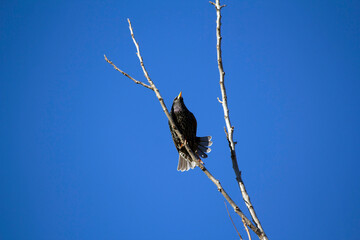 Australian Common Starling (Sturnus vulgaris)