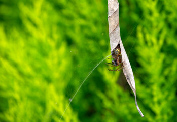 Australian Garden Orb Weaver Spider (Argiope catenulata) with prey
