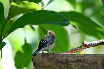 Scrub tanager (Stilpnia vitriolina) perched on a bamboo feeder, on a farm in the Intag Valley, outside of Apuela, Ecuador