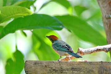 Scrub tanager (Stilpnia vitriolina) perched on a bamboo feeder, on a farm in the Intag Valley, outside of Apuela, Ecuador