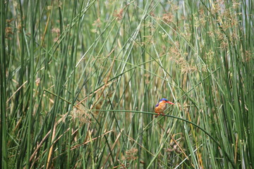 kingfisher on the grass