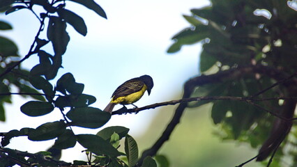 Lemon-rumped tanager (Ramphocelus icteronotus) perched on a branch, on a farm in the Intag Valley, outside of Apuela, Ecuador