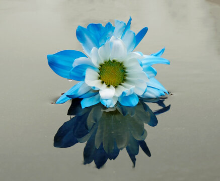 Beautiful, Delicate Blue