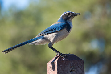 blue jay bird