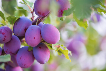 Ripe plums on a tree branch in the garden. - 516237972