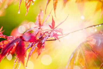 Raindrops glisten on the leaves of a burgundy Japanese maple tree in the light of the rainy morning sun. - 516238135
