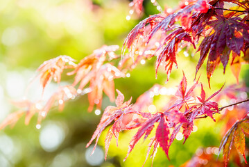 Raindrops glisten on the leaves of a burgundy Japanese maple tree in the light of the rainy morning sun. - 516238141