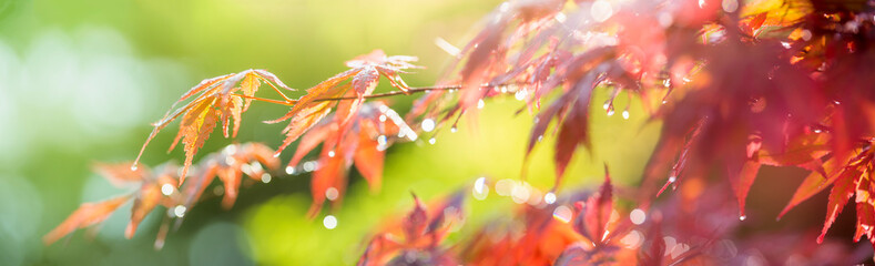 Raindrops glisten on the leaves of a burgundy Japanese maple tree in the light of the rainy morning sun. soft focus panoramic image